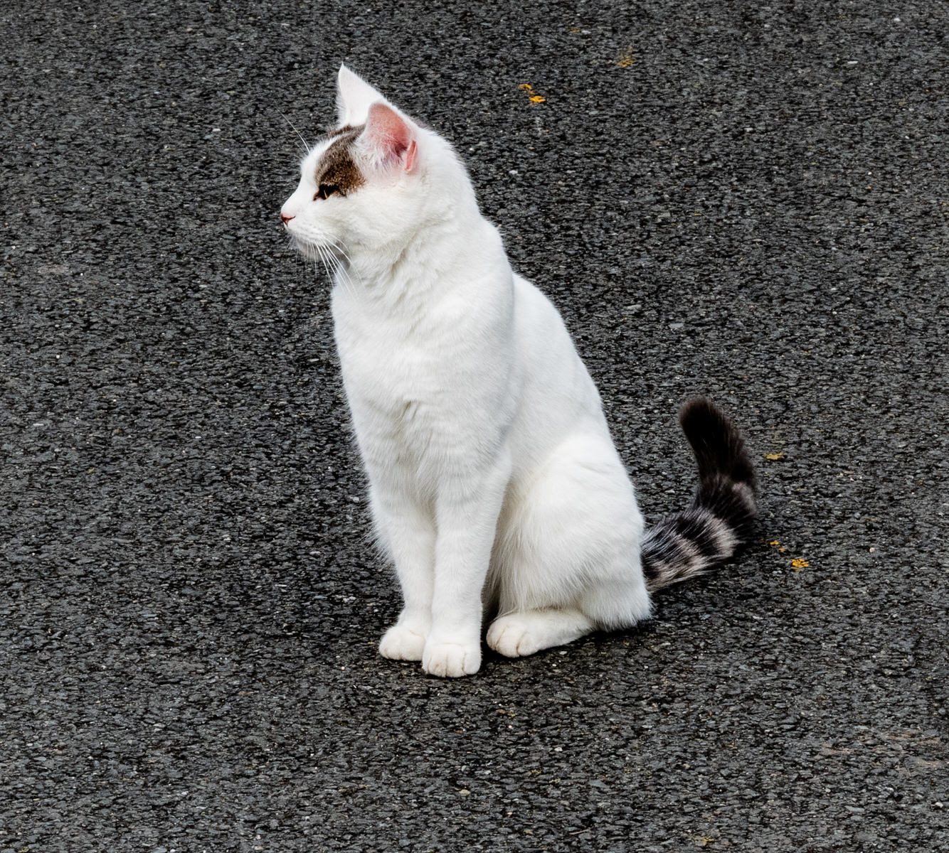 THE WHITE CAT IS OR GOOD LUCK CHARM